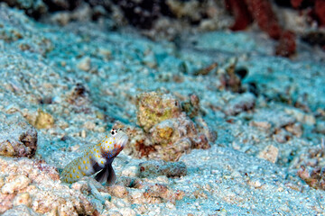 A picture of an orange spotted shrimp goby