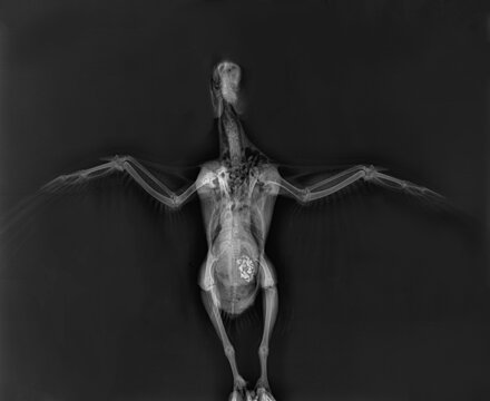 Bird x-ray. Pigeon x-ray, animal veterinary radiography