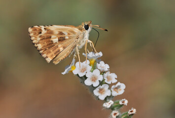 Sage Skipper