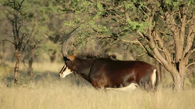 Male sable antelope (Hippotragus niger) walking in natural habitat, South Africa