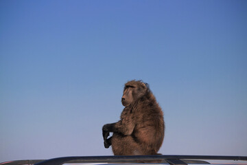 Wild african life. A Large Male Baboon sitting  on the car roof on a sunny day