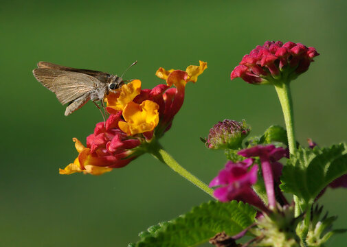Pigmy skipper on lantana flower