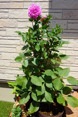 満開のダリアの鉢植え【全体縦】