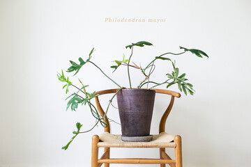 Philodendron mayor in pot decoration on whiteroom.