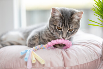 Tabby kitten sleeping on a pillow 28