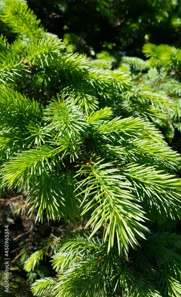 Canvas Prints beautiful fresh branch of evergreen coniferous tree