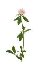 Beautiful blooming clover plant isolated on white