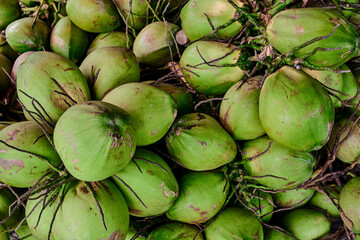 heap of fresh coconut for sale at retail