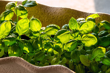 A young, freshly grown basil in a pot in the rays of the sun, covered with drops of water. Close-up.
