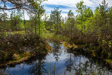 Fototapeta na wymiar Swamp with natural marsh vegetation.