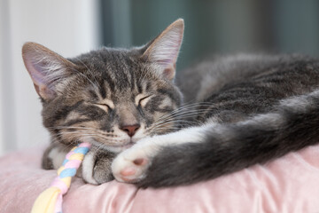 Fototapeta premium Tabby kitten sleeping on a pillow 3