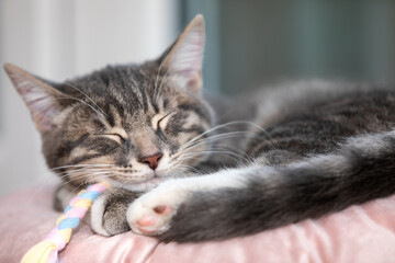 Fototapeta premium Tabby kitten sleeping on a pillow 1