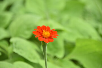 red and yellow flower