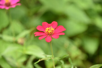 Obraz premium cosmos flower