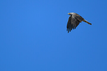 Eurasian Sparrowhawk // Sperber (Accipiter nisus)