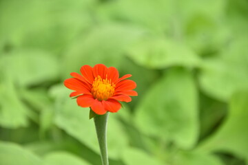 red and yellow flower