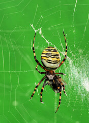 Im Netz herumhängen