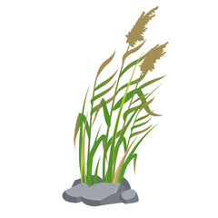 Cane and reeds in the green grass. Swamp and river plants. Vector flat illustration