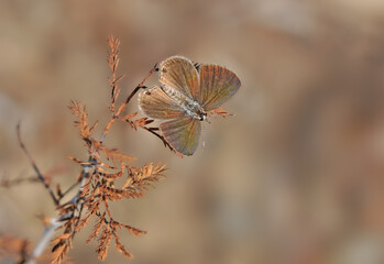 Small Desert Blue