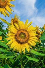 Blooming sunflowers against blue sky on agriculture field