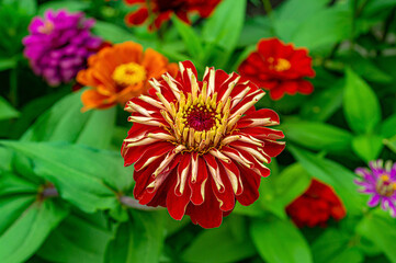 Obraz premium Red Zinnia flower in garden