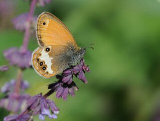 Pearly Heath