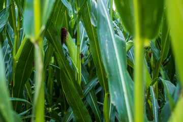 corn plants