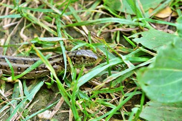 Versteck im Gras