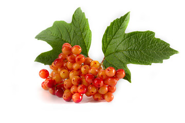 A branch of red viburnum with green leaves on a white background.