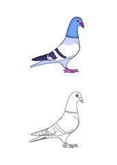 animal coloring