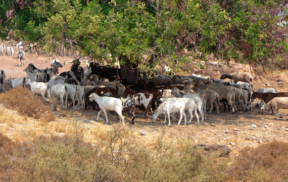 flocks of mountain goats and sheep are hiding in the shade of a tree from the burning sun. Many goats under a tree on a hot day. High quality photo
