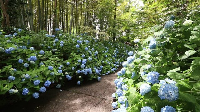 秋田県男鹿市　雲昌寺　紫陽花　あじさい　アジサイ