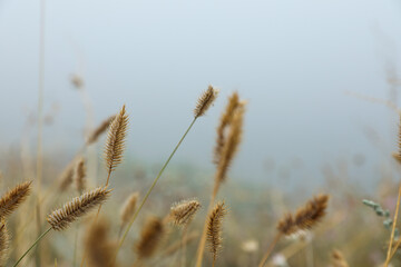 Closeup view of beautiful plants outdoors in foggy morning