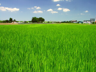 Fototapeta premium 7月の郊外の青田風景