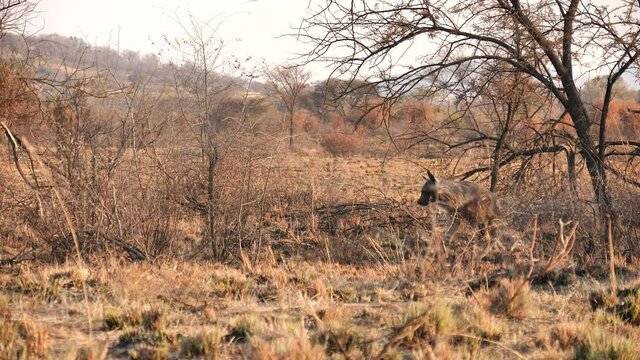 Shy brown hyena crosses barren landscape and disappears behind orange bush