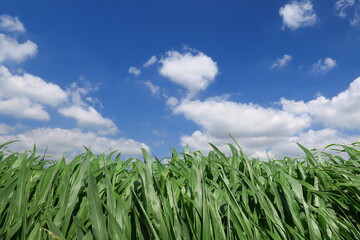 葦と夏の空