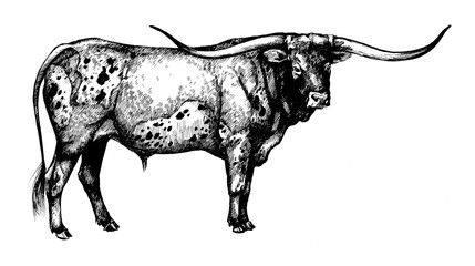 longhorn bull, graphic illustration - obrazy, fototapety, plakaty