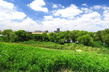Naklejka premium 夏の江戸川土手から見る真夏日の河川敷風景