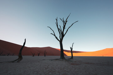 Dead plants, dry trees. The driest area in the world. Popular tourist destination in Africa, Sossusvlei desert landscape in Namibia.