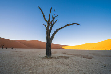 The natural scenery and arid environment of Namibia, Africa. Yellow background image.