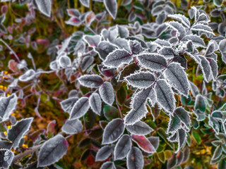 frost on leaves