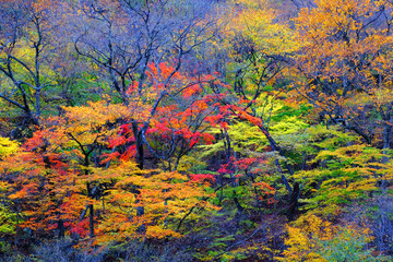 日光鬼怒川　紅葉に染まる龍王峡の秋