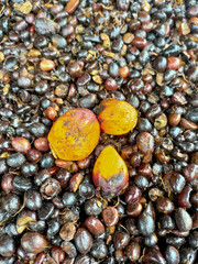 Oil palm seeds are edible oil palm seeds.The fruit produces two different oils: palm oil comes from the outside of the fruit, and palm kernel oil comes from the seeds...