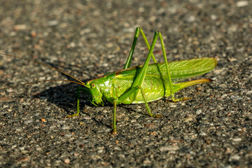 large green grasshopper sits on an asphalt road