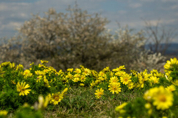 field of yellow dandelions