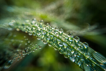 water drops on a blade