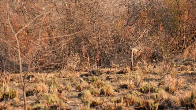 Slow motion: Brown Hyena walks next to scraggy, dead bushes then stops to look at camera