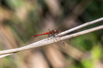 red dragonfly on a green leaf