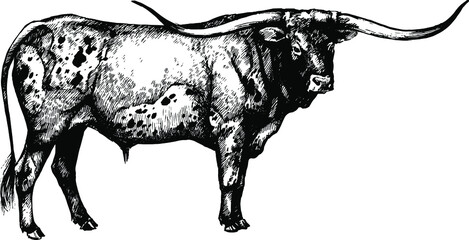 longhorn cow bull graphic vector illustration - obrazy, fototapety, plakaty