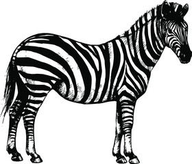 Fototapeta na wymiar graphic background vector illustration, zebra wild striped horse